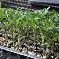 越冬西紅柿苗 番茄苗 粉紅耐寒大果西紅柿種子 益園種苗